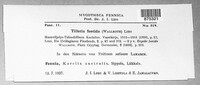Tilletia laevis image